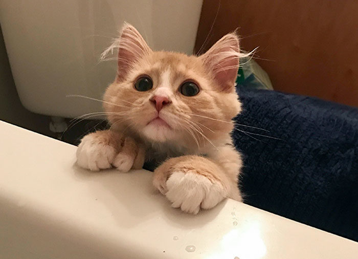 四只耳朵的猫有多稀有,四只耳朵的猫科动物