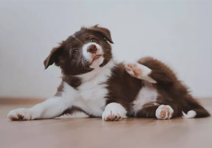 关于狗狗的辟谣,辟谣狗狗鼻子干就是生病