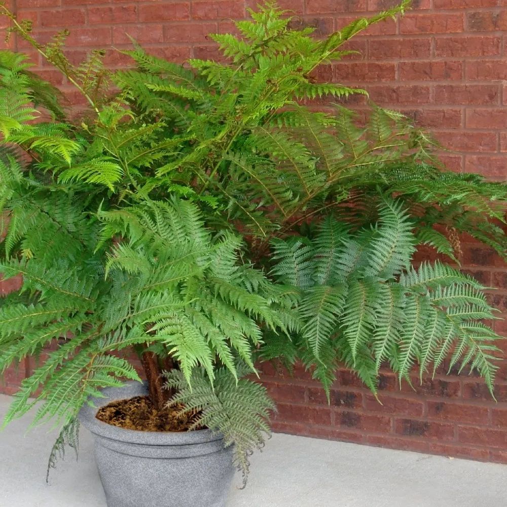 养护蕨类植物用什么土,室内观叶蕨类怎么养活