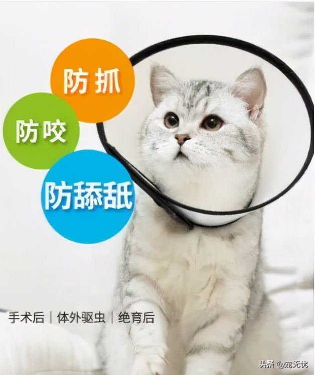 猫咪感染猫癣？不要急，这篇文章全部给你解决