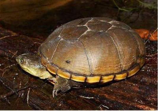 捡的大乌龟能养吗有没有忌讳什么,野生龟与饲养乌龟的区别