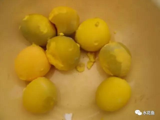 怎样提高鲫鱼水花下塘成活率,水花鱼苗下塘怎么处理