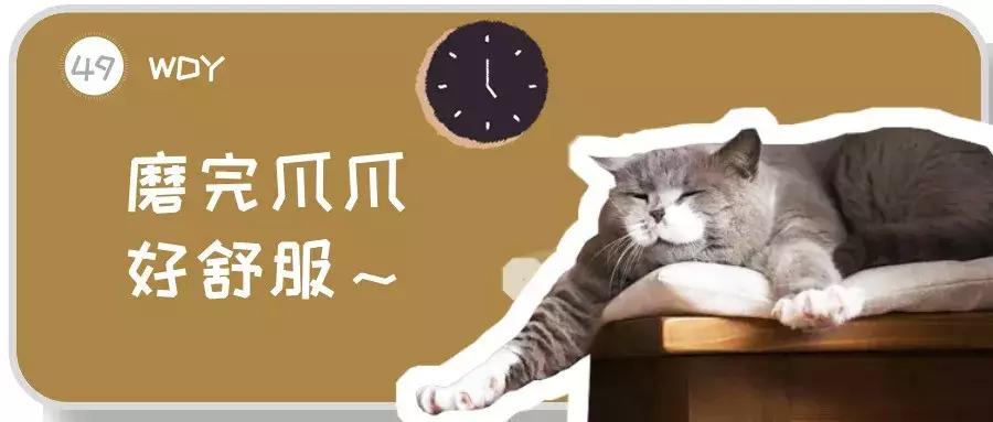 网友哭了：抓破沙发、抓坏窗帘，猫咪为什么那么喜欢到处磨爪子？