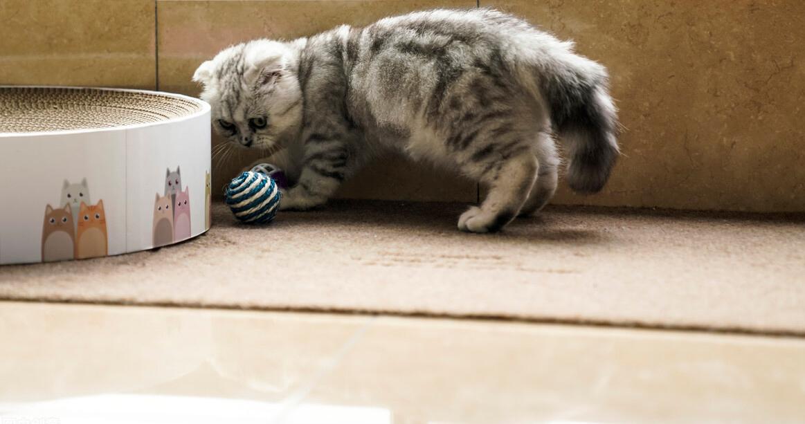 饲养猫咪必备的常用药品,怎么给猫咪饲养环境消毒