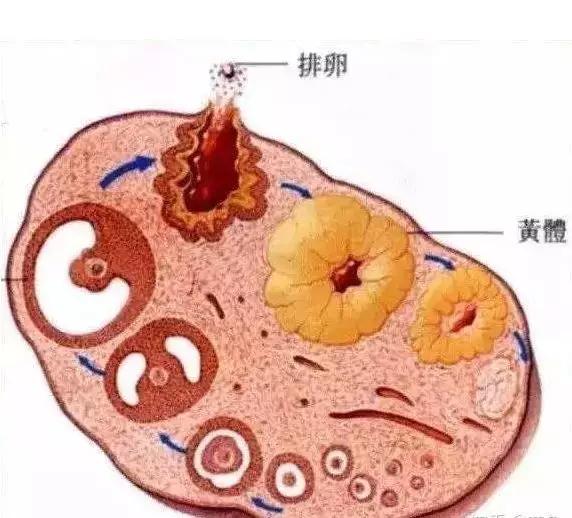 试管婴儿降调的原理,试管婴儿降调期间可以喝茶嘛