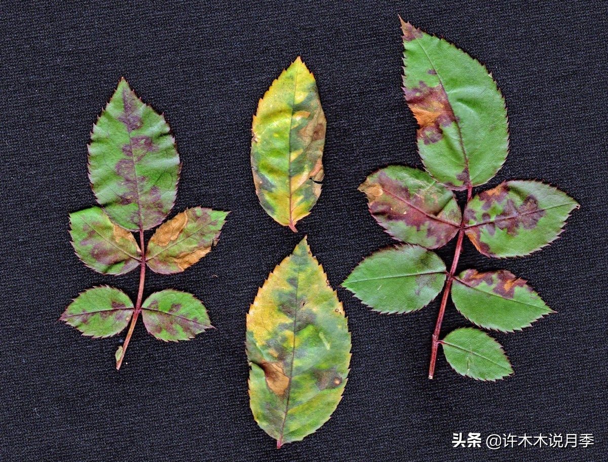 月季病害高清图,12种月季常见病害图解