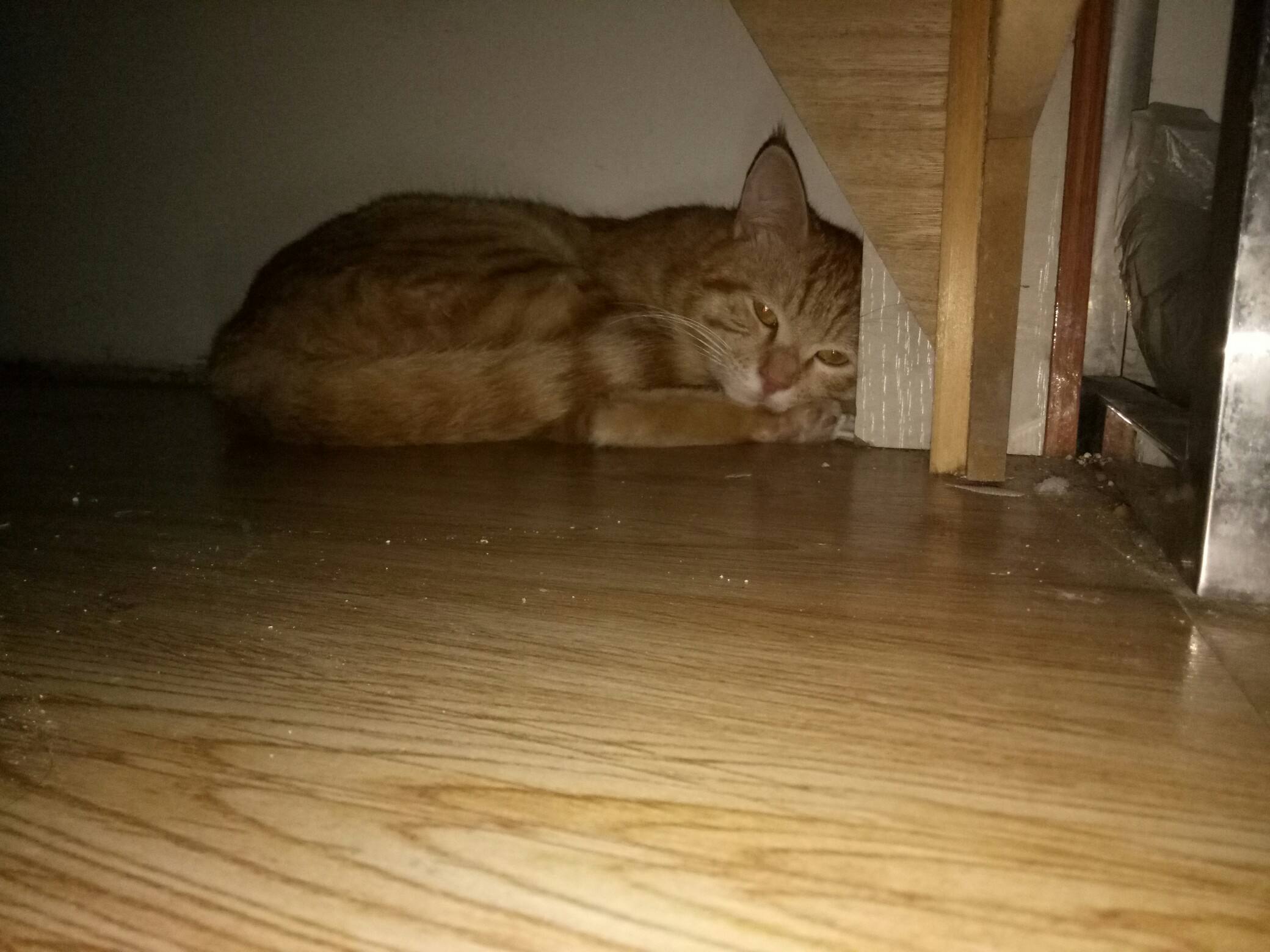 心疼猫咪怎么办,猫咪躲在床底下不肯出来怎么办