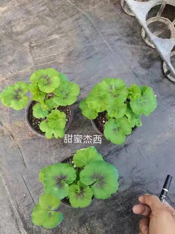 垂吊天竺葵哪些品种容易爆花,天竺葵羊宝和糖果双色哪个更爆花