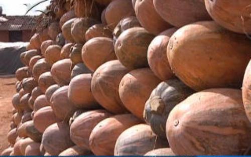 种南瓜不发芽怎么办,南瓜长得好不结瓜咋办