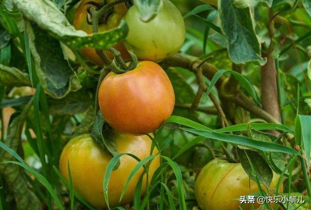 怀孕期间哪些食物不可以食用,孕妇吃发霉的食物对胎儿影响大吗