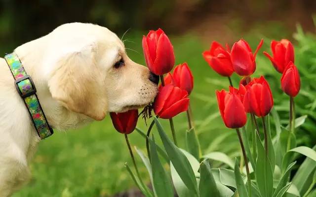 春季犬病治疗,冬春季重点传染病防控知识