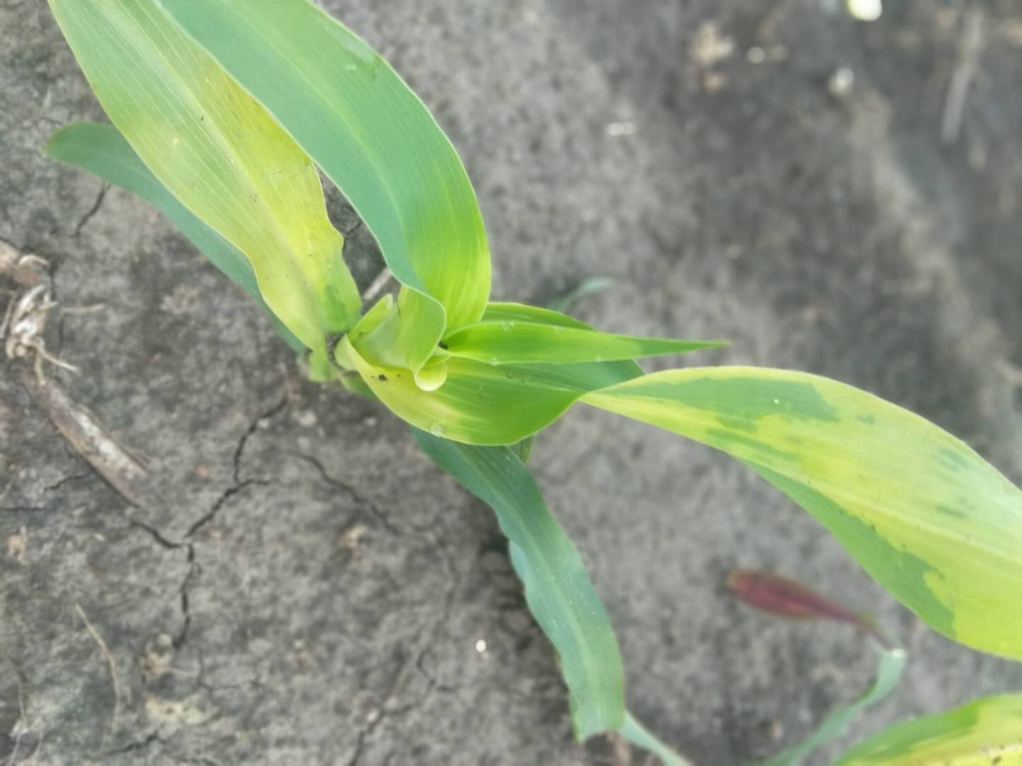 玉米除草剂药害解决方法,玉米受除草剂药害该怎么办