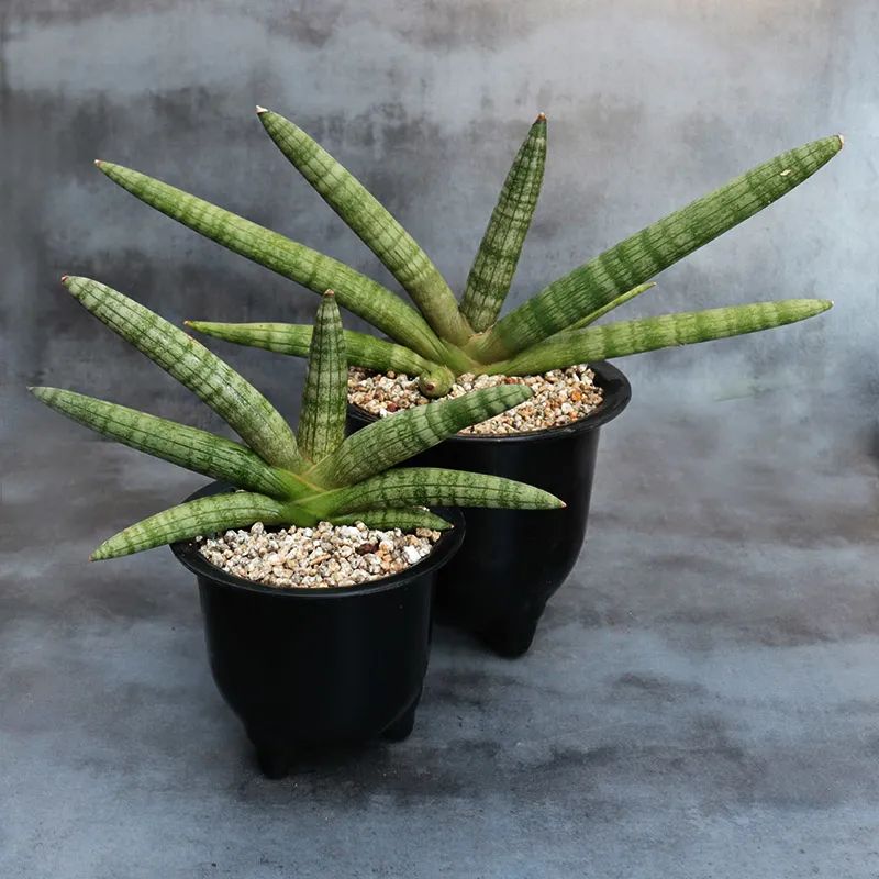 佛手花有哪些寓意,佛手花有什么寓意和象征