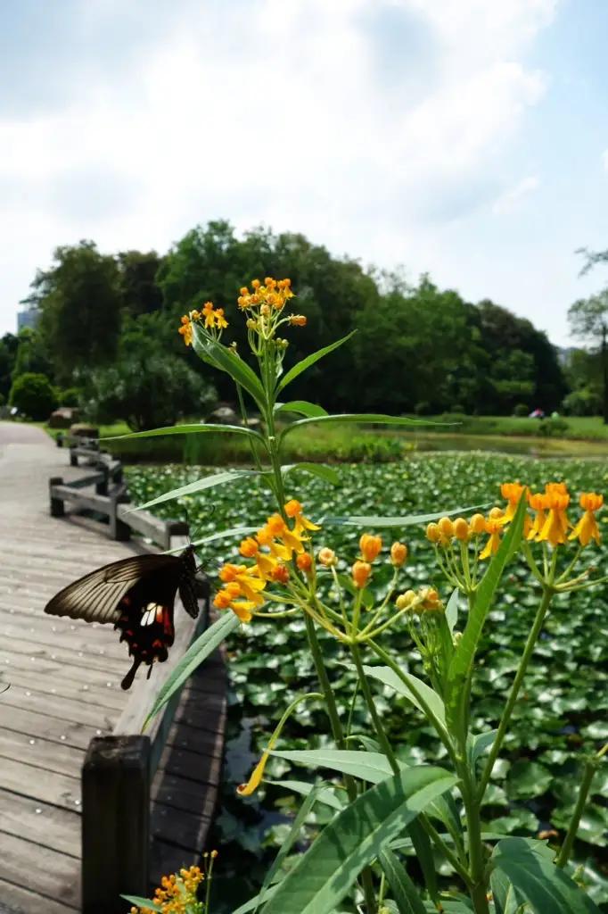 闲人老罗之生产队往事~老叫驴