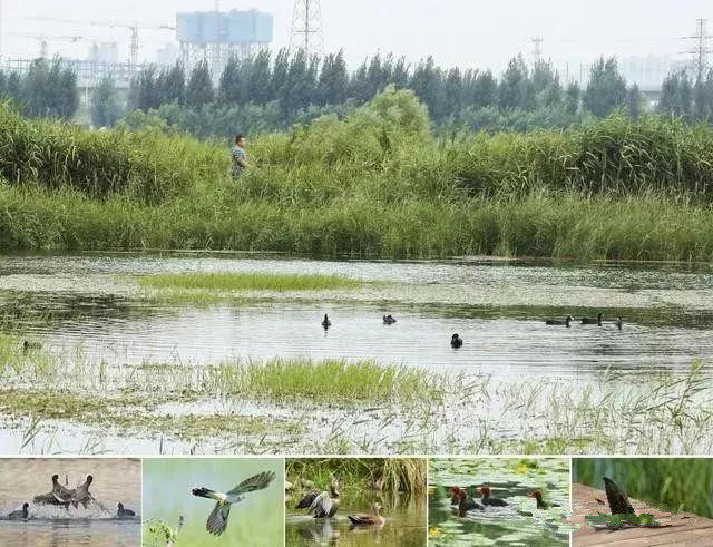 咸阳3号桥河堤路南岸湿地公园,咸阳太平镇孙家堡湿地公园