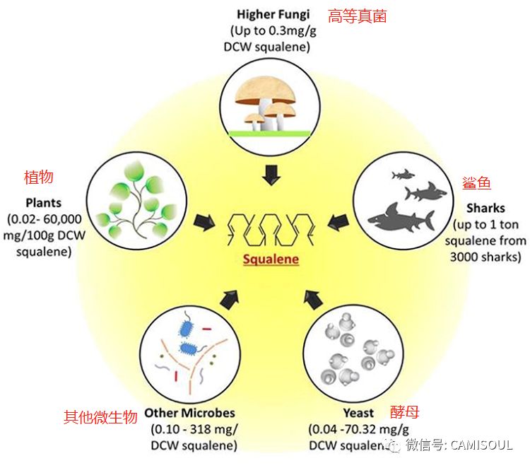 上得了海岛下得了雨林,上得了高山下得了河