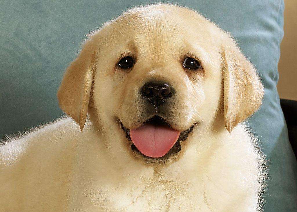 养狗需要注意的事你知道吗,养狗必须知道哪些知识