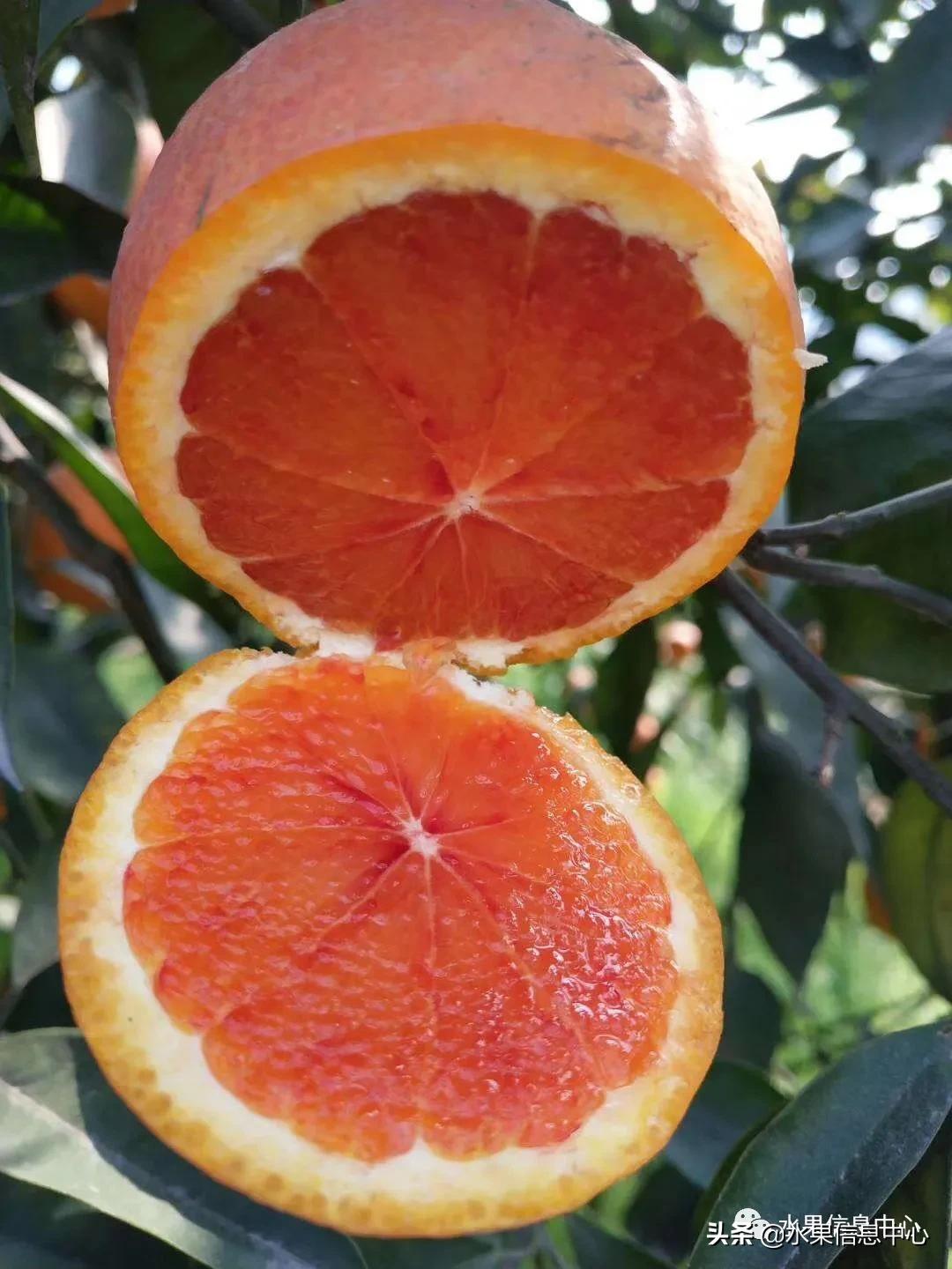 全国橙子产地在哪,中国橙子产地