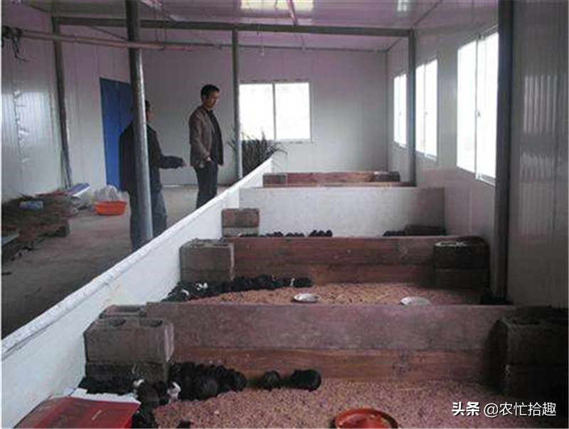 养两三只狗能赚钱不,养几头猪一年能挣5万