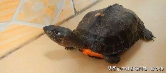 龟市发展史07:被高度爆炒的黑颈龟为何炒爆了?