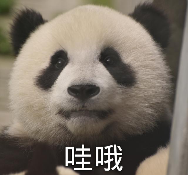 外国到底有多喜欢大熊猫,外国人是有多喜欢大熊猫