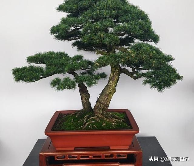 盆景悬崖桩怎么做,学会这5个点很必要