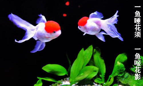 金鱼如何让水变清澈,金鱼延长寿命