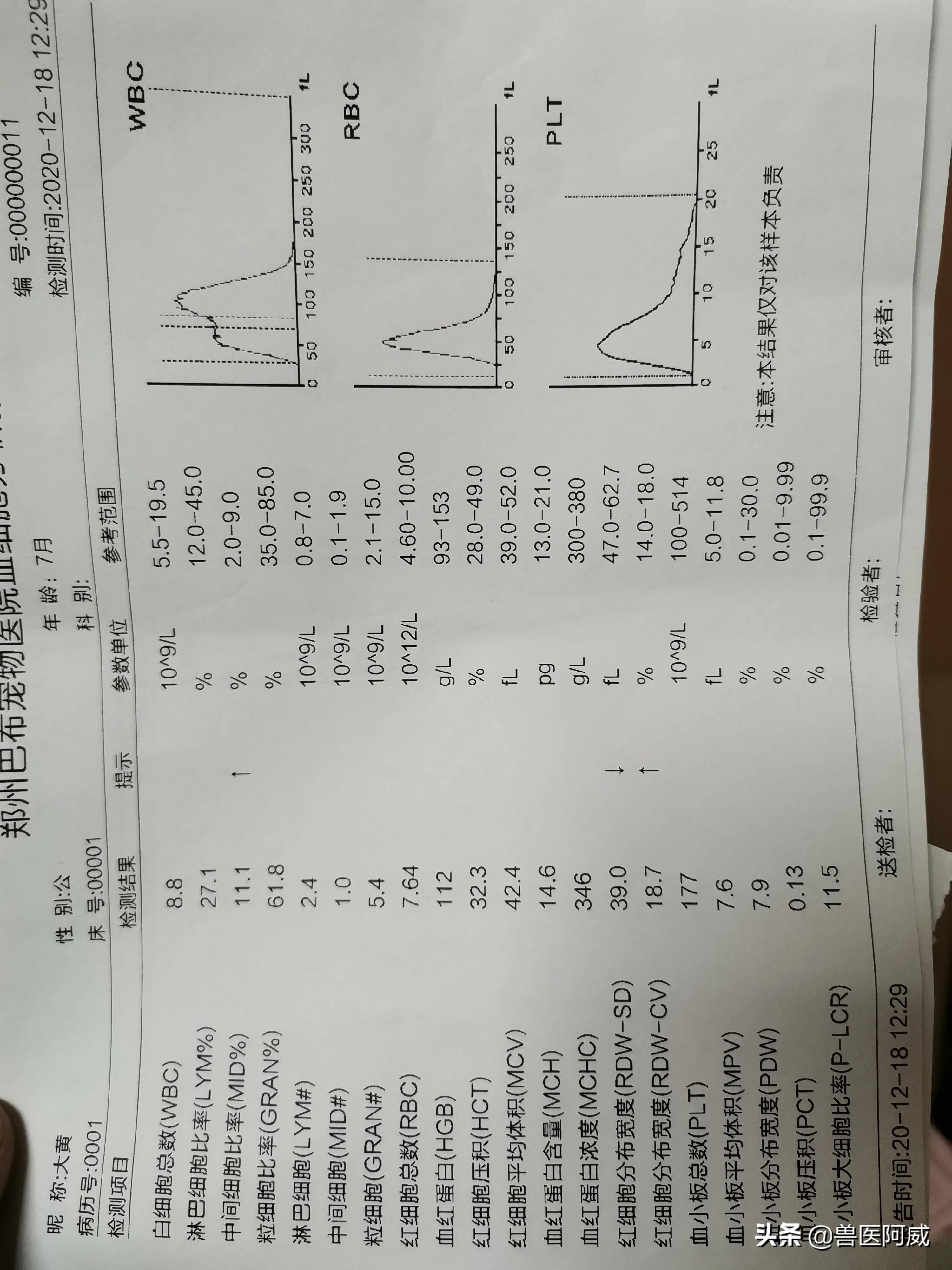 猫瘟和疱疹病毒交叉感染,猫瘟感染幼猫