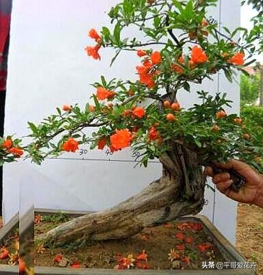 果树如何提前开花提前挂果,盆栽快速挂果的果树