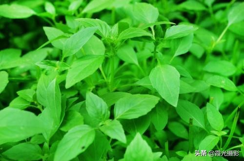 猫咪薄荷的日常,猫咪喜欢的猫薄荷推荐