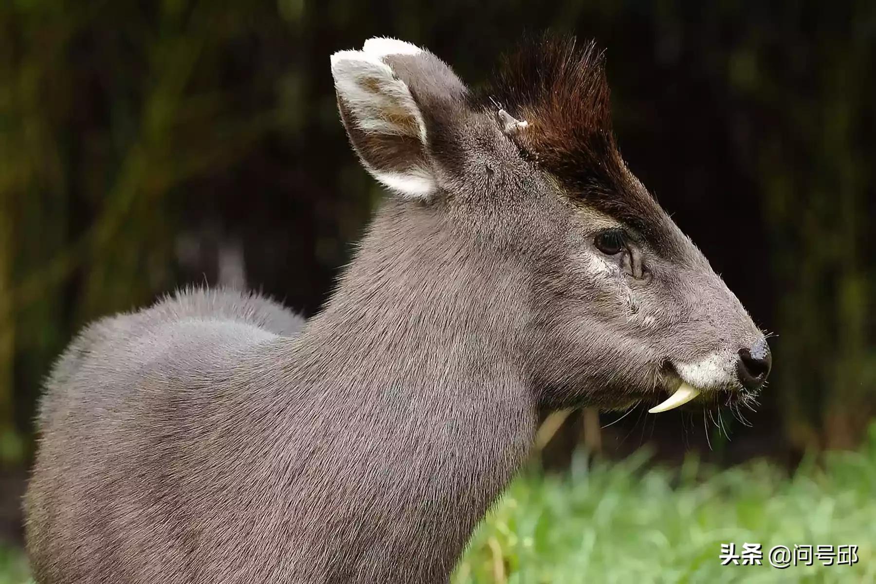 盘点地球上的逆天动物,世界上最罕见的动物资料