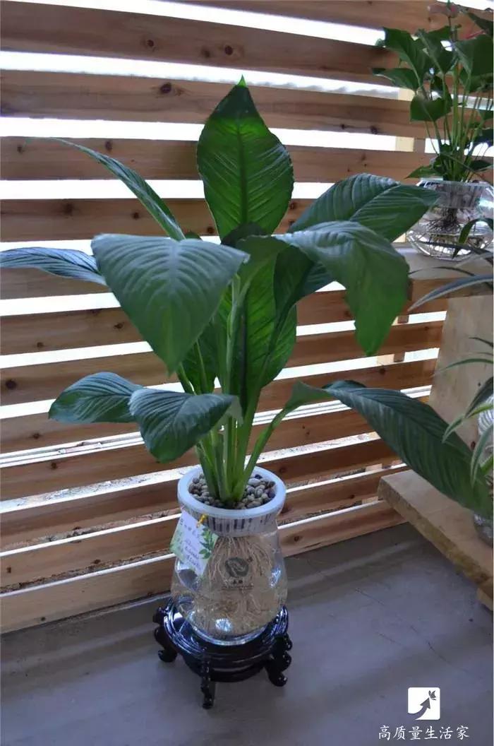 吸甲醛最好的植物排名,装修房子吸甲醛最好的是什么植物