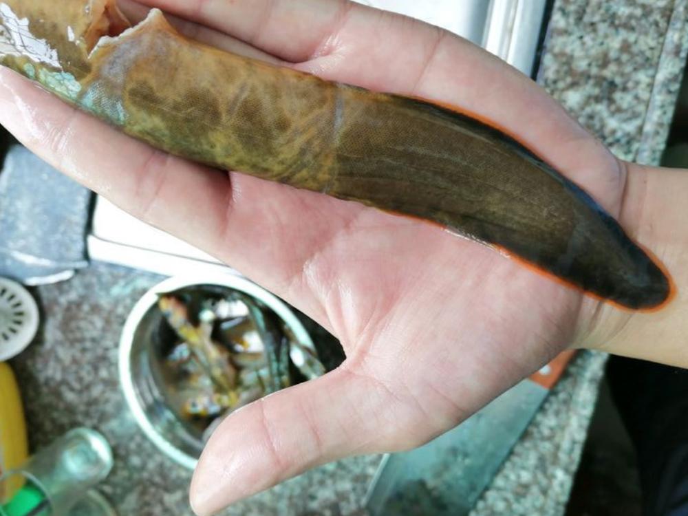 河边钓鱼发现尖嘴怪鱼,钓鱼遇到尖嘴怪鱼