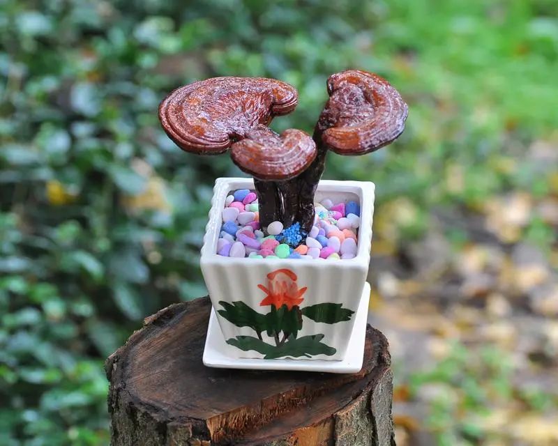 野生灵芝与人工栽培的灵芝差别,野生灵芝和人工种植的灵芝的区别