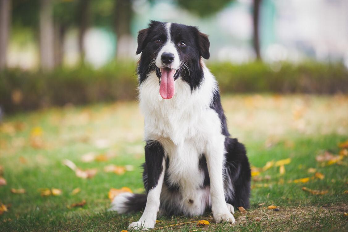 什么狗好养听话不掉毛不咬人,哪种狗狗不掉毛又好养又听话