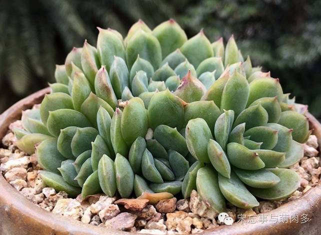 多肉月影系有哪些品种,月影系多肉品种大全