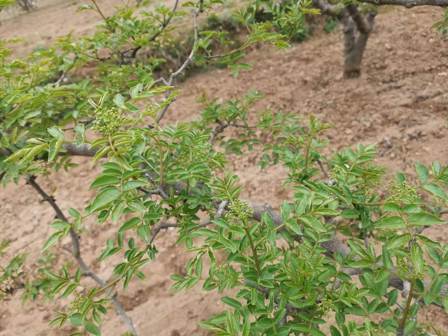 花椒助农的方法和措施是什么,椒农谈花椒