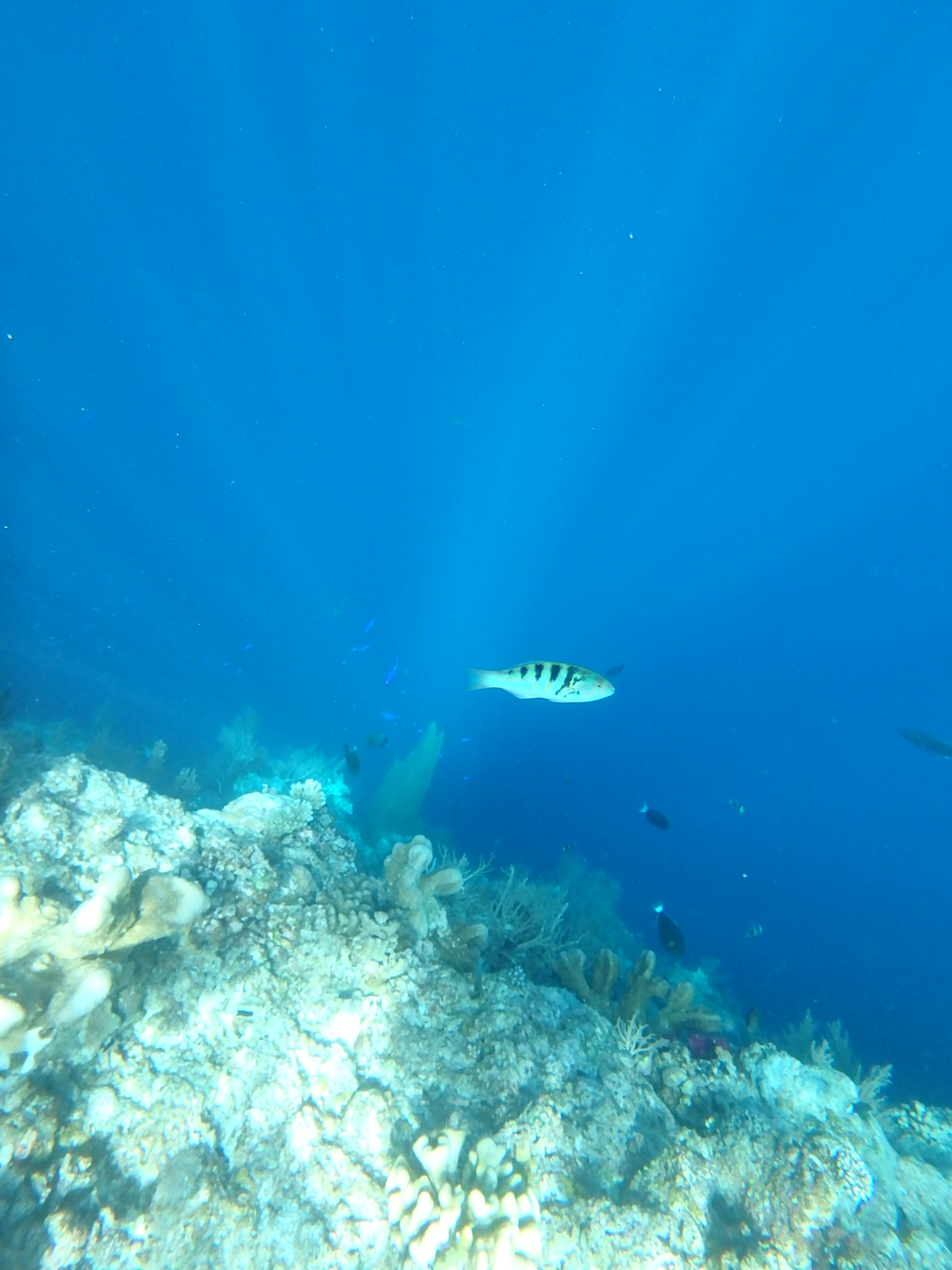 帕劳太平洋水族箱,潜水胜地帕劳水族箱