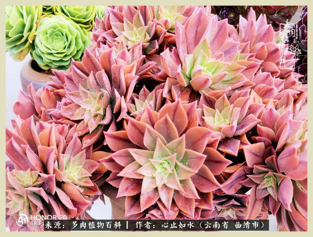 感谢陪伴感恩所有的遇见,让每个人都能感受到多肉的美好