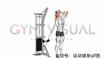 100张肌肉分解图,手臂肌肉的爆发力怎么练