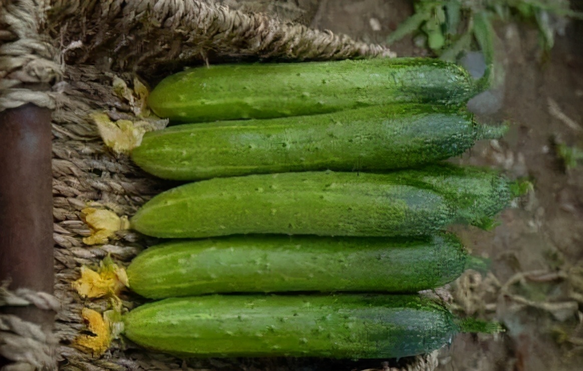 黄瓜发苦发涩会中毒吗,黄瓜又苦又涩怎么回事能吃吗