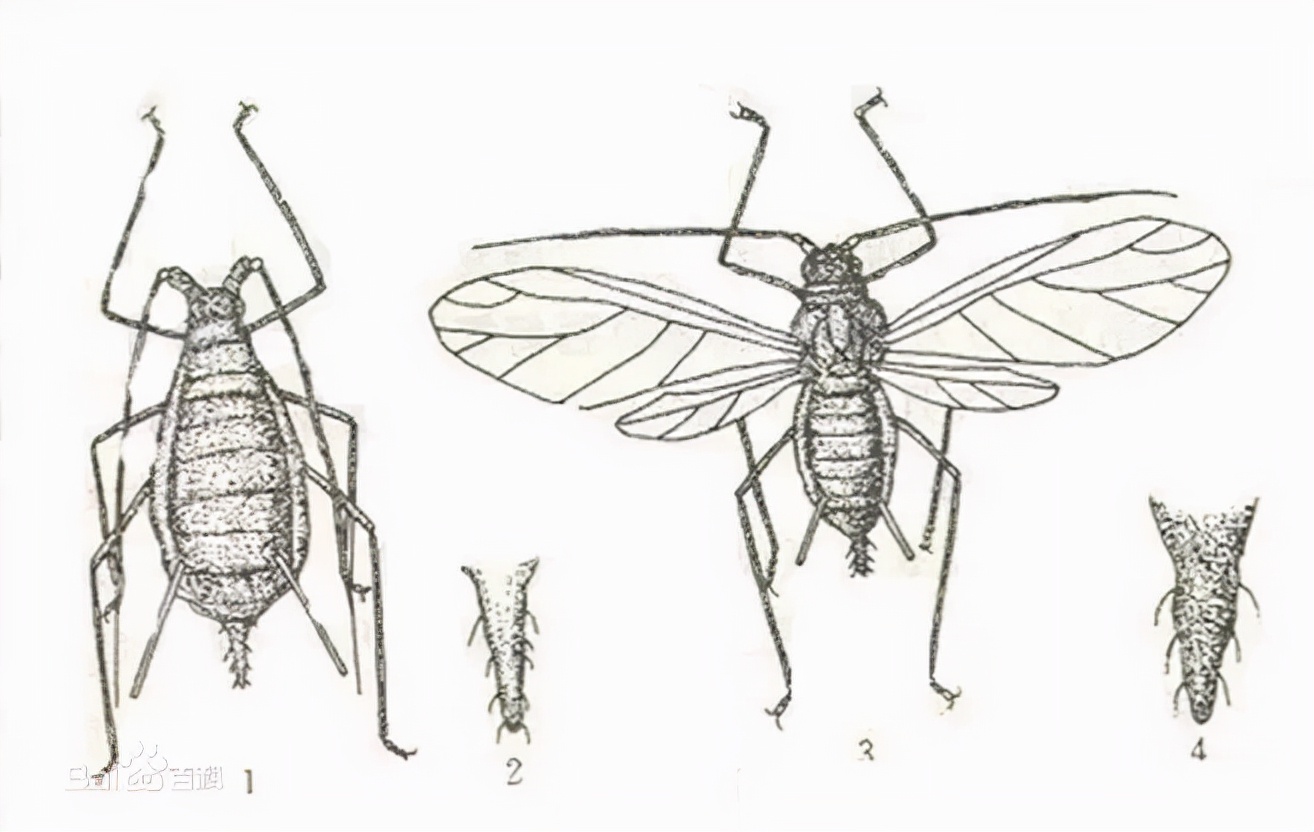 蚜虫怎么防治不用药物的情况下,蚜虫的发生规律和防治方法