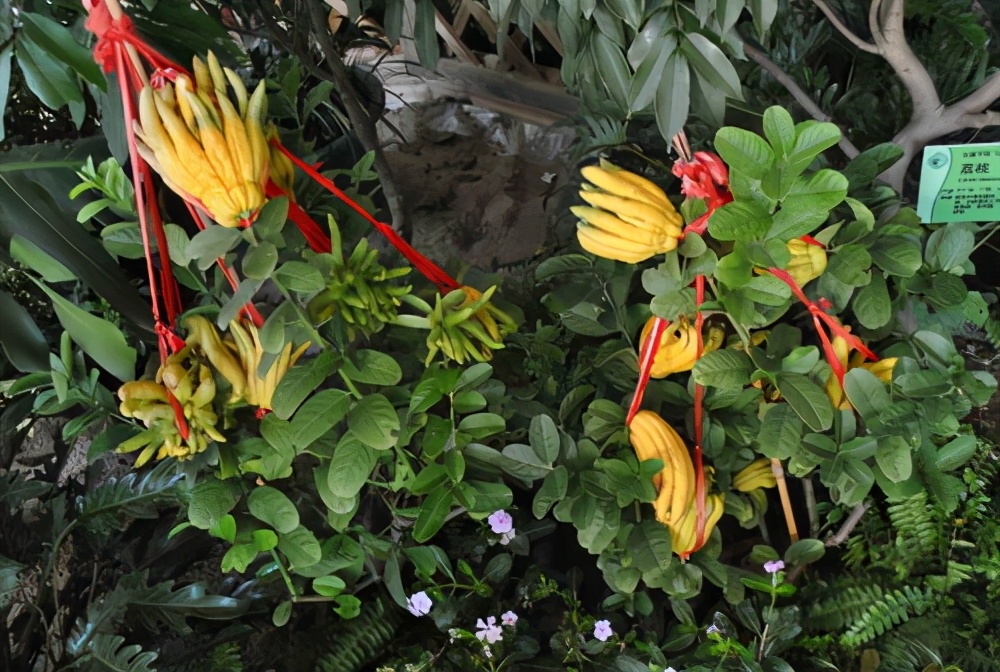 佛手花可以做造型吗,佛手花又漂亮又香超级喜欢