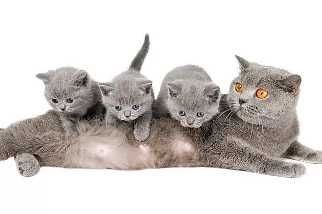 猫宝宝一般吃什么,猫宝宝的句子