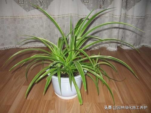 冬天吊兰放室外被冻死,吊兰放在室外叶子就变软