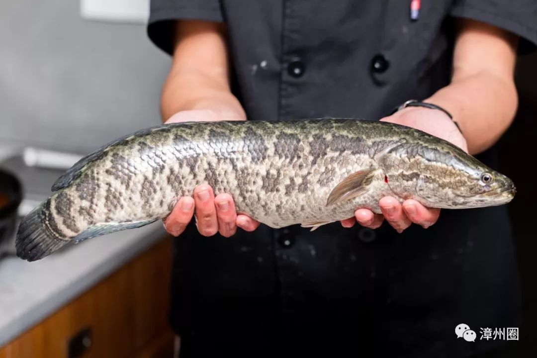 柠檬鱼总店,真味柠檬鱼新店