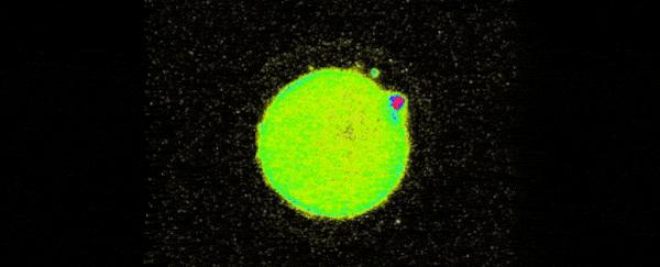 人类首次拍到卵细胞,精子和卵子结合为什么闪光