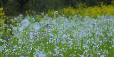 李子柒消失的55天鲜花宴,李子柒火到全球的视频