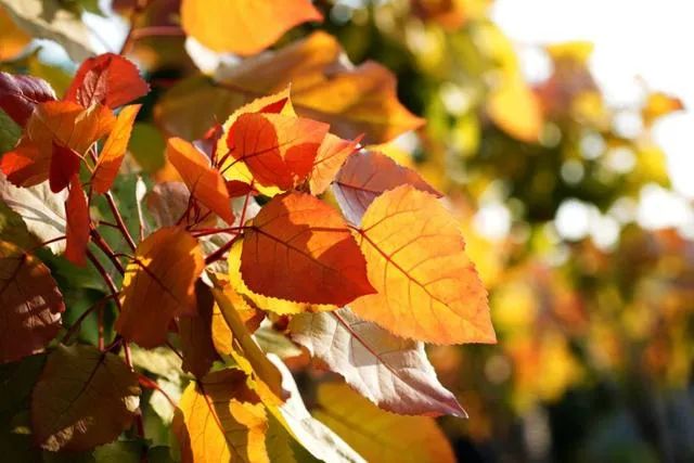 五层砬子路线,五层砬子风景区