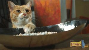 鑷粠鏈変簡鐚不鎰堜簡鎴戠殑鎳掓儼,涓轰粈涔堣姗樼尗鍗佹涔濇福